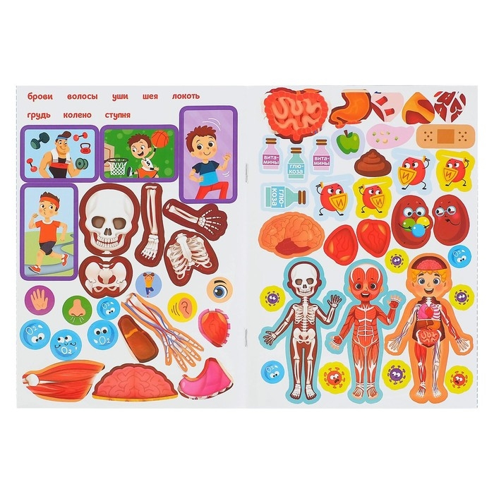Наклейки набор &laquo;Тело человека&raquo;, 2 шт. по 16 стр.