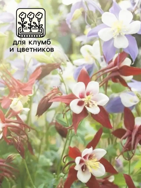 Семена Аквилегия Радуга 0.1г*