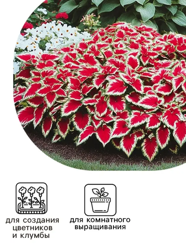 Семена цветов Колеус балконный "Бургундское вино", ц/п, 5 шт