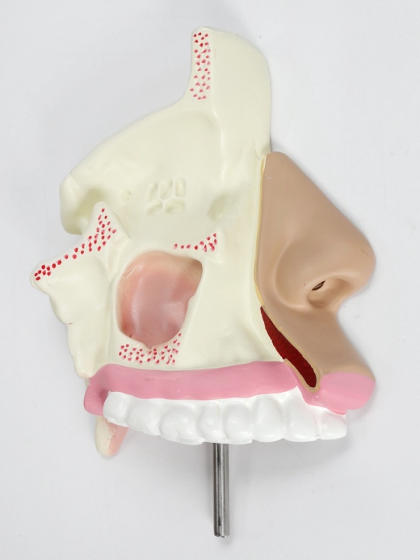 Макет "Ротовая полость в разрезе"