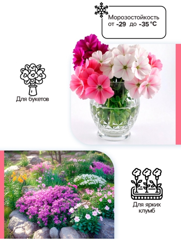 Флокс метельчтый Miss pepper корневище в пакете с торфогрунтом, р-р II, 2 шт.