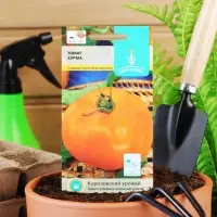 Семена Томат "Хурма",детерминантный,среднерослый 0,1 гр