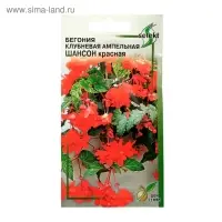 Семена цветов Бегония клубневая, ампельная, махровая "Шансон",  красная, 10 шт.
