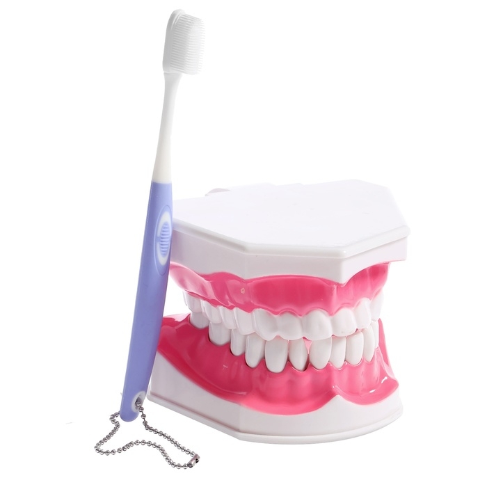 Игровой набор &laquo;Макет челюсти человека&raquo;, 12 &times; 9 см, с щёткой, щётка цвета МИКС