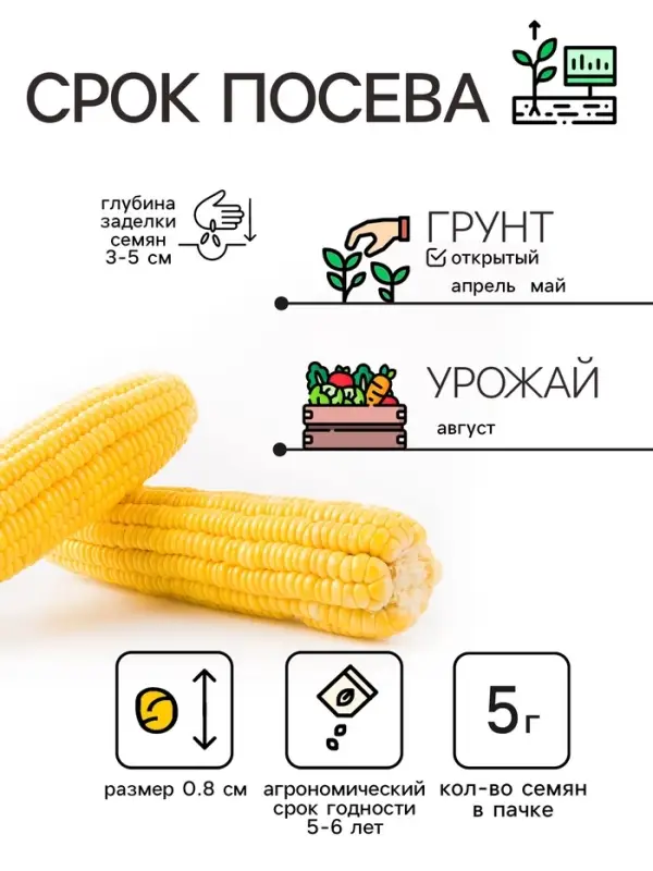 Семена Кукуруза сахарная "Ранняя лакомка 121", 5 г