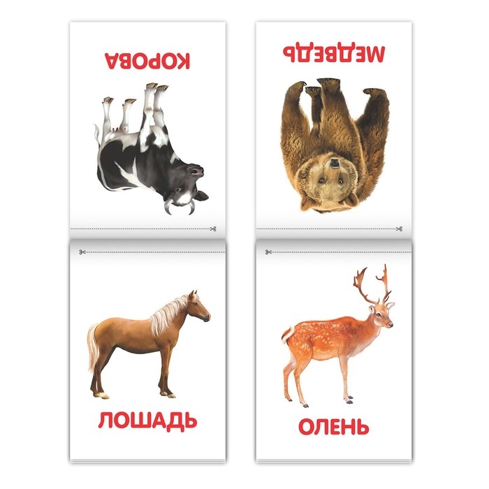 Книги &laquo;Карточки Домана на скрепке&raquo;, набор, 8 шт. по 20 стр.