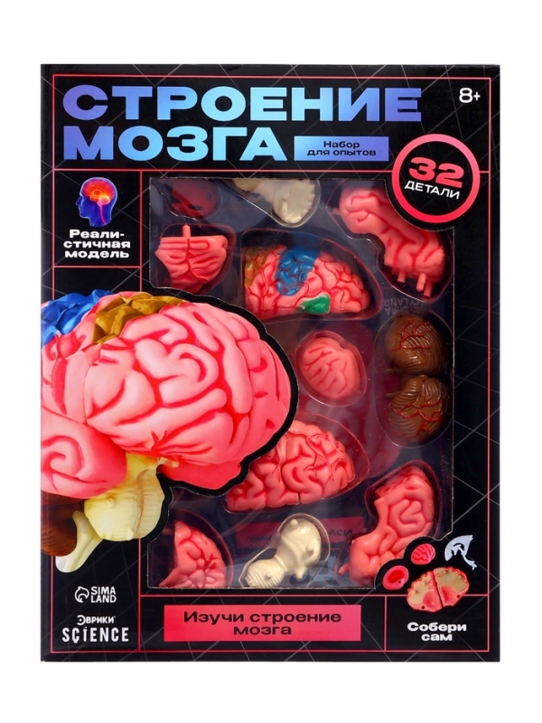 ЭВРИКИ Набор для опытов "Строение мозга", анатомическая модель