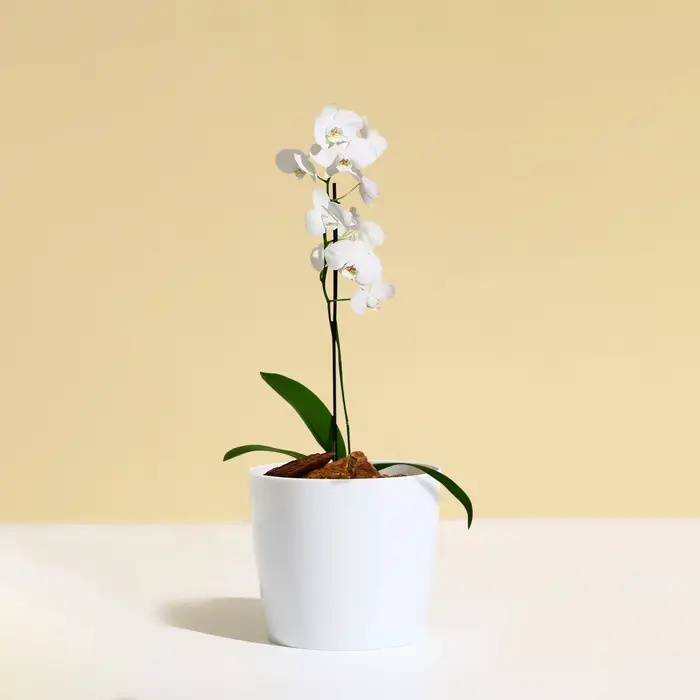 Кашпо для цветов, d=10 см, 0.5 л, пластик, белое