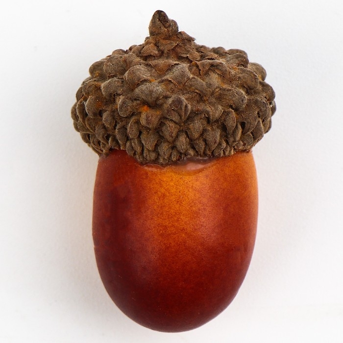 Декор &laquo;Жёлудь&raquo; набор 50 шт., размер: 2,5 &times; 1,5 см