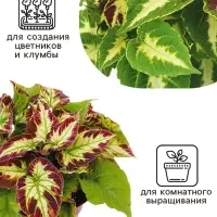 Семена цветов Колеус Визард Мозаик, 10шт