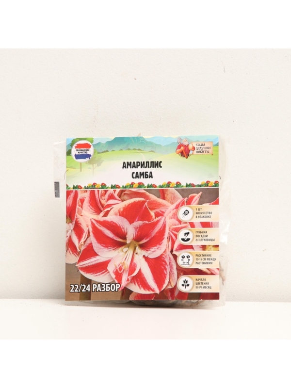 Амариллис Samba, многолетник, луковица, р-р 22/24, 1 шт.