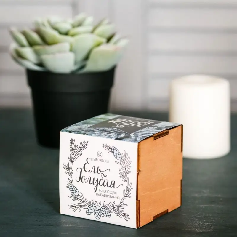 Набор для выращивания «Экокуб Lite», ель голубая Набор для выращивания «Экокуб Lite», ель голубая