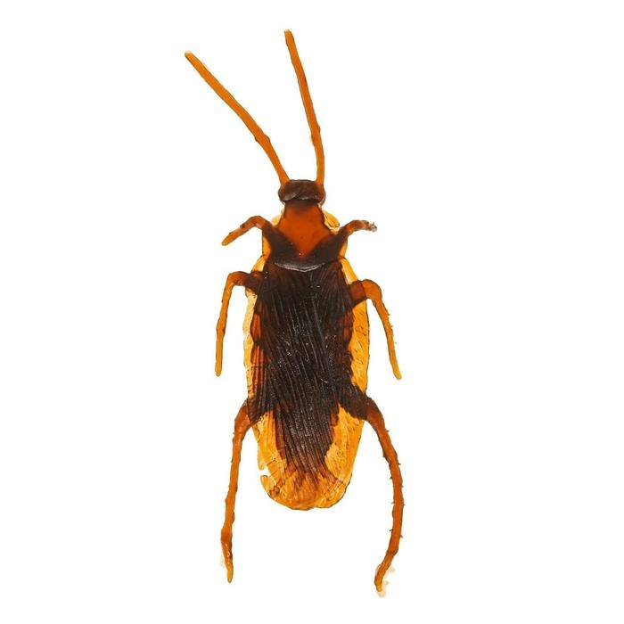 Прикол &laquo;Таракан&raquo;, набор 12 шт.