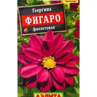 Семена цветов Георгина Фигаро махровая фиолетовая , Ц/П,7 шт.