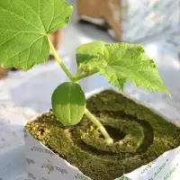 Субстрат минераловатный &laquo;Эковер&raquo;, в кубе, для рассады и гидропоники, отверстие 20&times;15 мм, 10&times;10&times;6.5 см