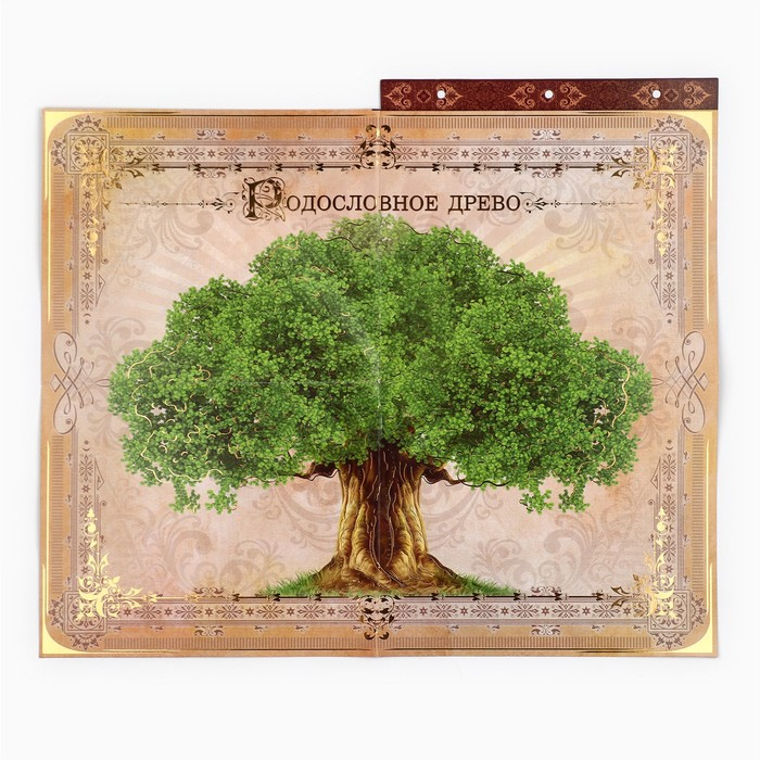 Родословная книга с рамкой под фото &laquo;Родословная книга&raquo;, 50 листов, 21,5 х 23,7 см.