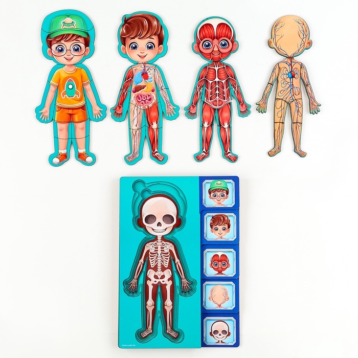 Обучающий набор &laquo;Тело человека&raquo;, рамка-вкладка и книга с наклейками