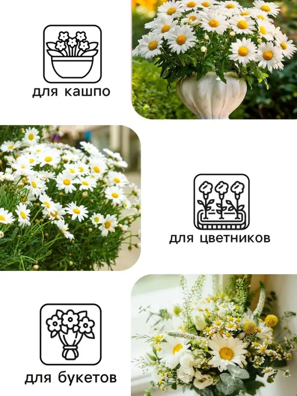 Семена цветов Ромашки "Аляска", 0,3 г