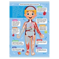 Наклейки &laquo;Как устроено моё тело&raquo;, 16 стр.