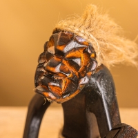 Сувенир "Абориген музыкант" дерево, 22х13х23 см