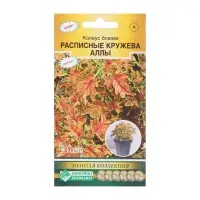 Семена Колеус блюме  "Кружева Аллы",  10 шт