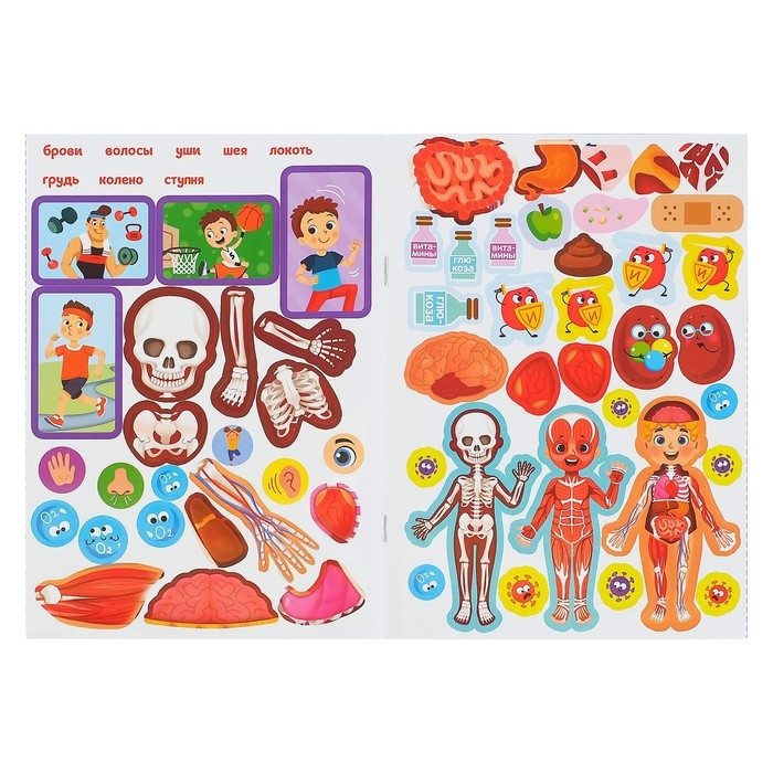 Наклейки &laquo;Как устроено моё тело&raquo;, 16 стр.