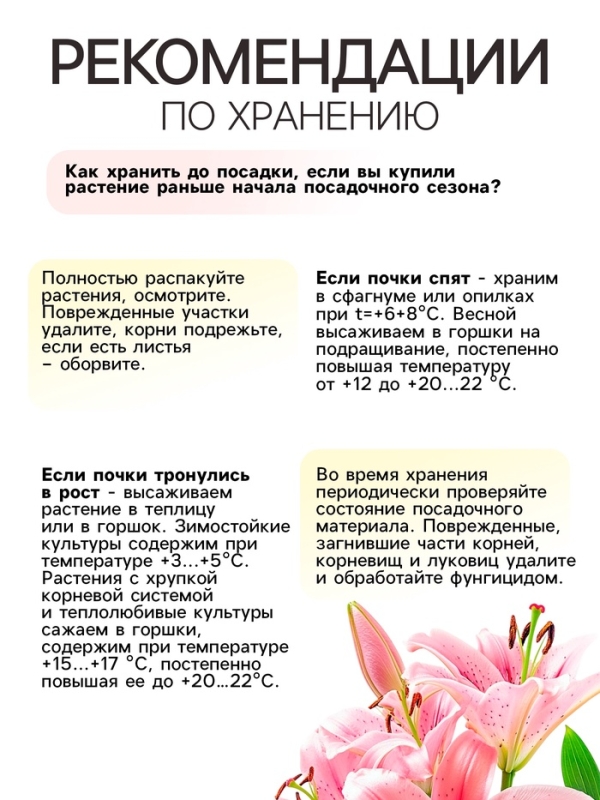 Лилия Азиатская Кашпо Cascavel, луковица в пакете с перфорацией, р-р 12/14, 2 шт.