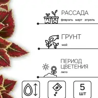 Семена цветов Колеус балконный "Бургундское вино", ц/п, 5 шт