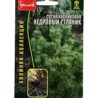Семена цветов Сосна Кедровый Стланик карликовая 5 шт.  12.29 г.