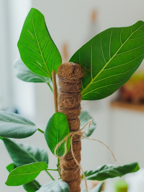 Опора для комнатнных цветов, h=100 см, d=2.5 см, пластик, кокосовая оплётка, Greengo