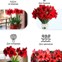 Амариллис Махровый Double King, многолетник, луковица, р-р 24/26, 1 шт.