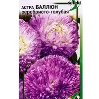 Семена цветов Астра Баллюн  серебристо-голубая 30 шт