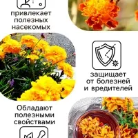 Семена цветов Бархатцы прямостоячие "Лимонное чудо", 0,3 г