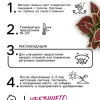 Семена цветов Колеус балконный "Бургундское вино", ц/п, 5 шт