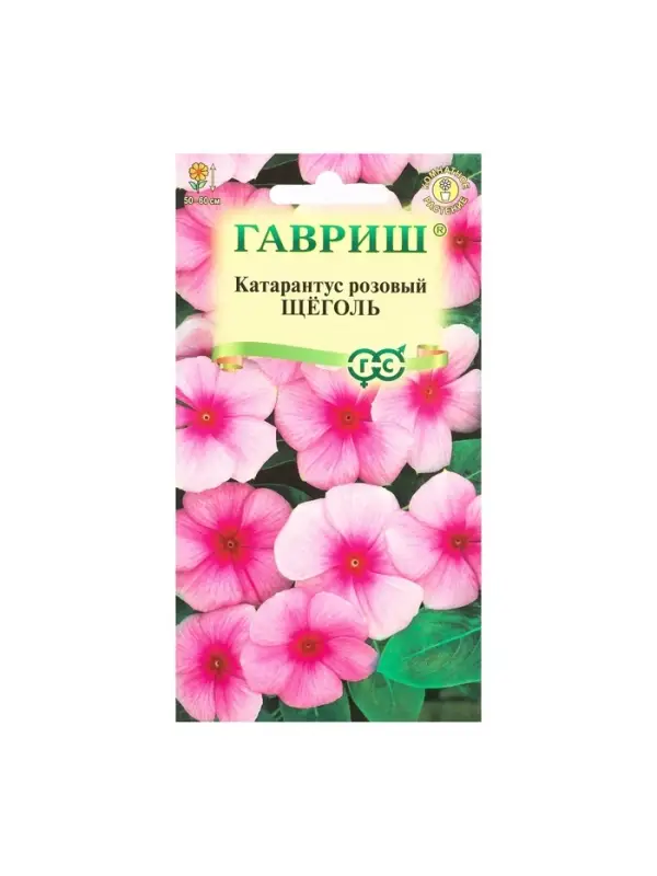 Набор семян комнатных Барвинок "Щеголь",  5 шт.