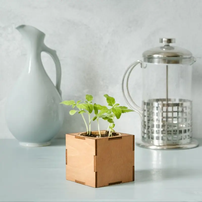 Набор для выращивания «Экокуб Lite», ель голубая Набор для выращивания «Экокуб Lite», ель голубая