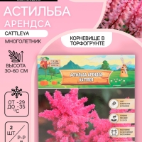 Астильба Арендса Cattleya многолетник, корневище в торфогрунте, р-р II, 2 шт.