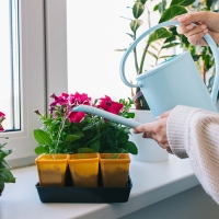 Лейка, 1,2 л, без рассеивателя, голубая, Greengo