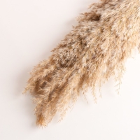 Набор сухоцветов "Камыш", банч длина 65 (+/- 6 см), натуральный