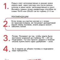 Семена Редька "Маргеланская", 1 г