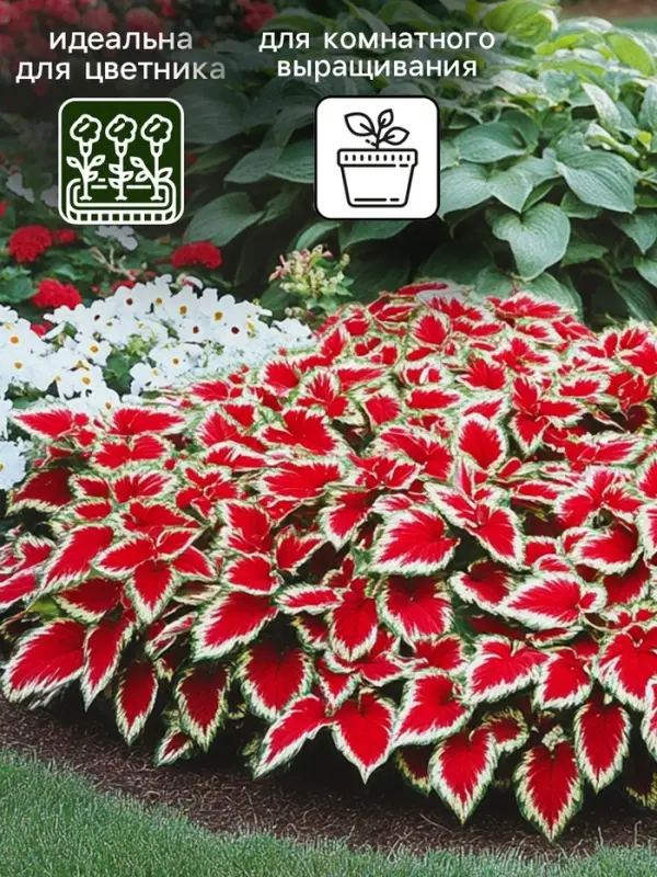 Семена цветов Колеус "Визард Скарлет", 10 шт