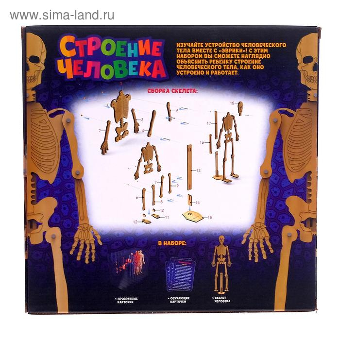 Набор для опытов &laquo;Строение человека&raquo;, 10 обучающих карточек