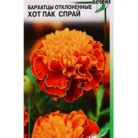 Семена цветов Бархатцы (тагетес) отклоненные Хот Пак Спрай 10 шт