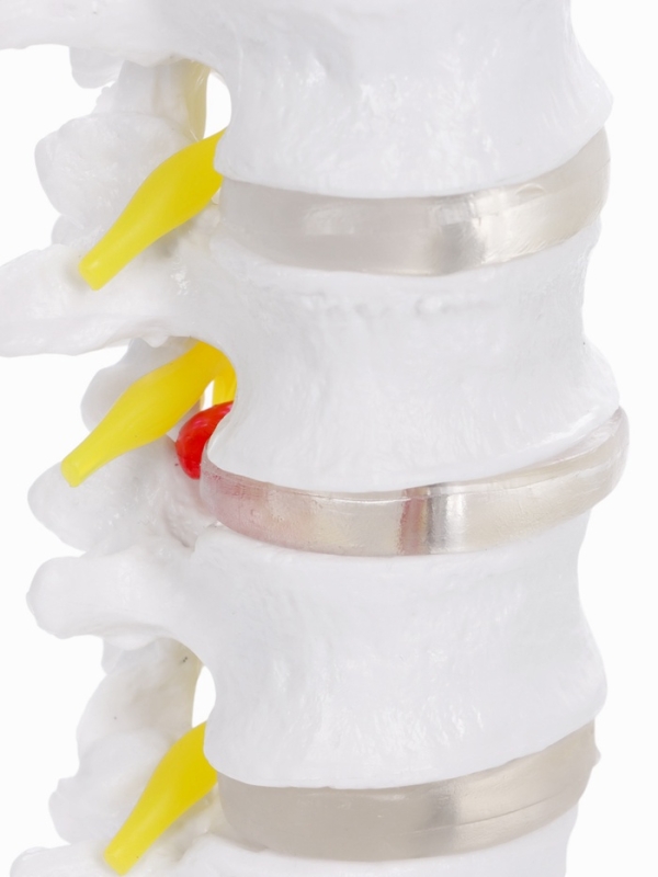 Макет "Грудная клетка, тазовые кости" 65*33*25см