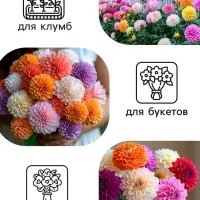 Семена цветов Георгин "Махровая смесь", 0,3 г