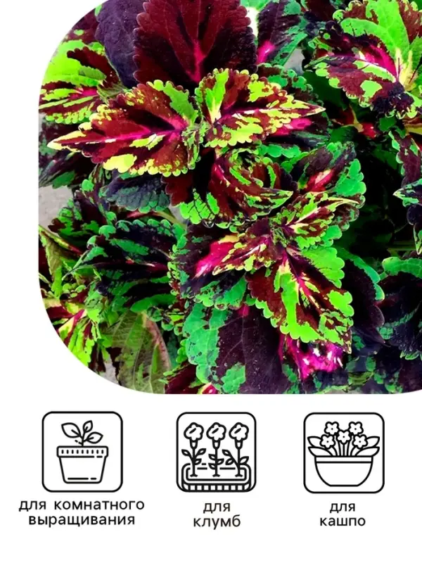 Семена цветов Колеус "Фейерверк" Мозаика F1, О, 10 шт