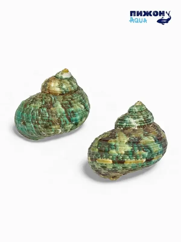 Набор ракушек декоративных, длина 4-5 см. ширина 2 см, 2 шт