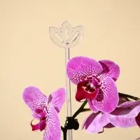 Опора для орхидей, h = 44 см, пластик, прозрачная, МИКС