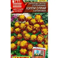 Семена цветов Бархатцы Хэппи спрай карликовые  С. Floranova Цветущий балкон, Ц/П,7 шт.