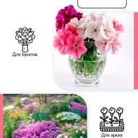 Флокс &laquo;Юник Оранж&raquo; корневище в пакете с торфогрунтом, р-р I, 2 шт.